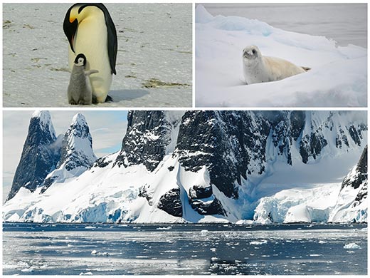 Az Antarktisz élővilága úticél